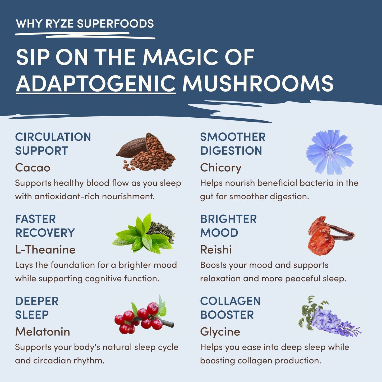 Mushroom Hot Cocoa (20 servings) - ZVOM