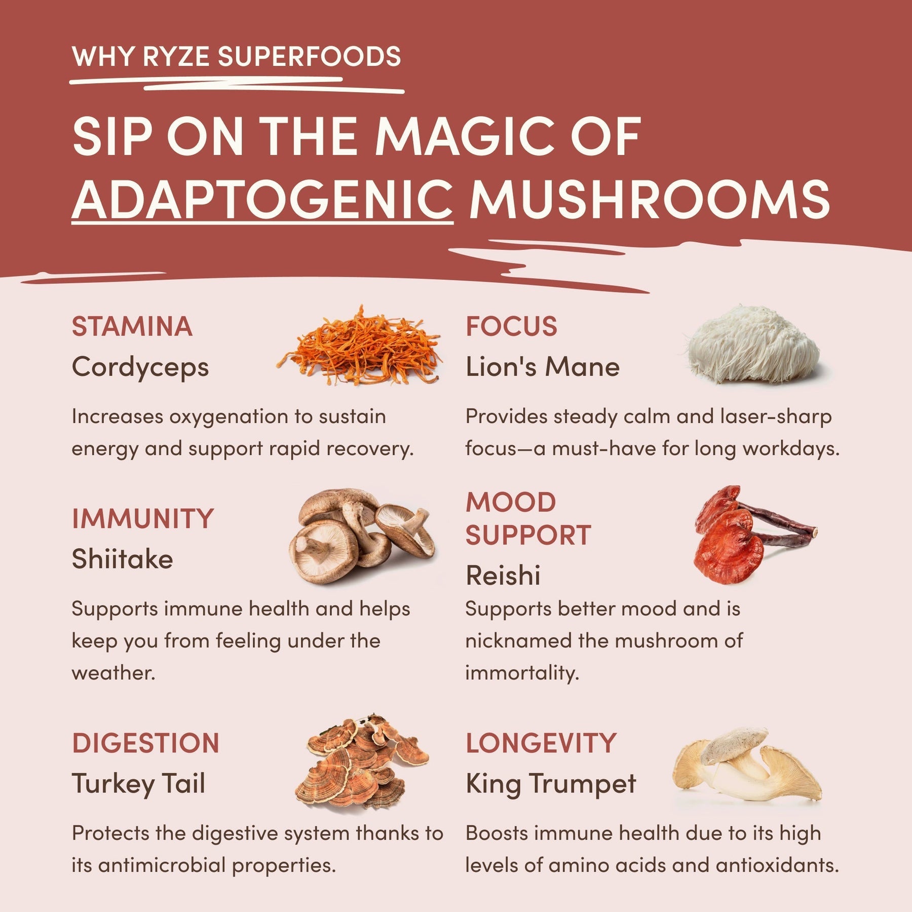 Mushroom Chicory (1 Pack - 30 Servings) - XJU8